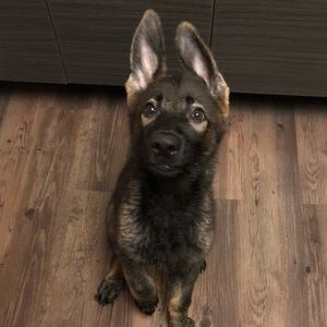 Meet your Posher, Kassidy